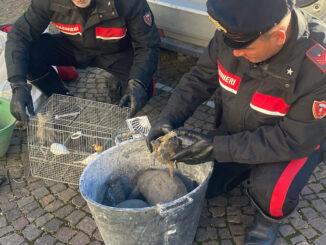 Bloccati e arrestati ladri di canarini, avevano appena rubato rame, ferro e…tartarughe