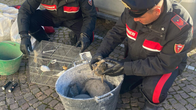 Bloccati e arrestati ladri di canarini, avevano appena rubato rame, ferro e…tartarughe