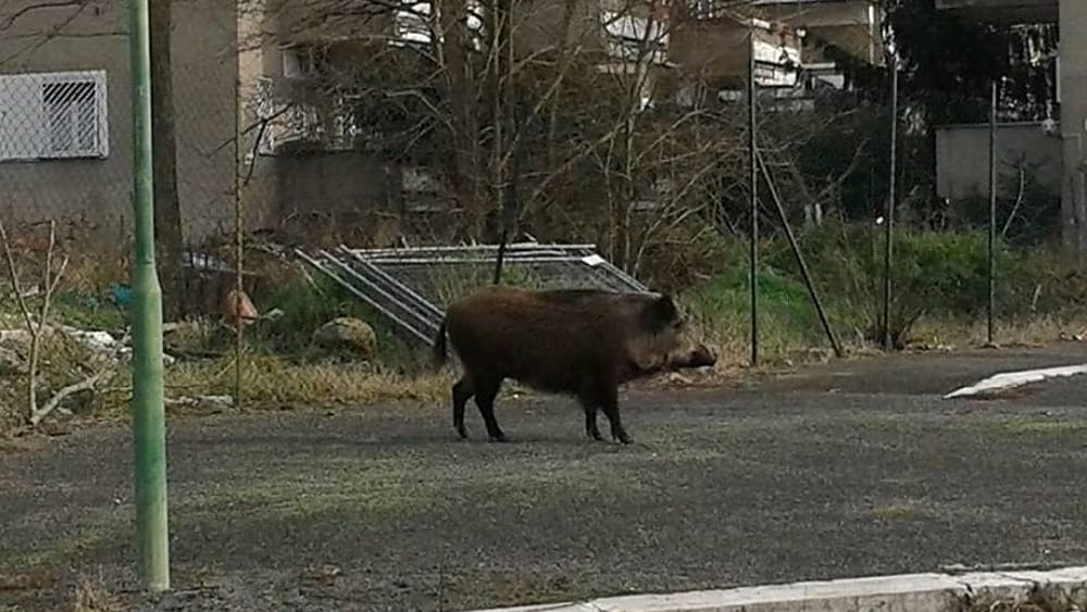 Uomo aggredito da un cinghiale muore in ospedale a Cetraro (Cs)